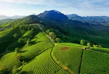 Khung hình đồi chè tuyệt đẹp dưới góc nhìn của Nhiếp ảnh gia Nguyễn Thành