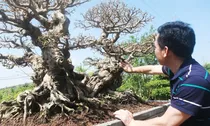 Bất ngờ về tác phẩm Sanh cổ độc đáo “Song Long Tọa Thạch” lần đầu xuất diện