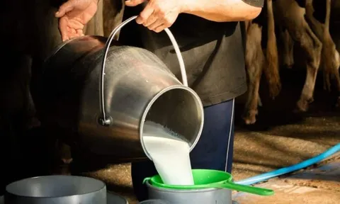 Đột kích vào nhà dân, cảnh sát triệt phá đường dây sữa giả chỉ hoạt động vào đêm và sáng sớm, tiêu hủy 400 lít sữa pha chế từ hóa chất