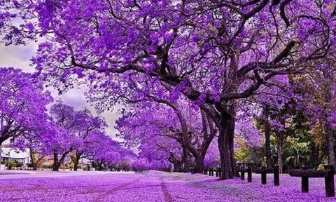 Sóng gió bủa vây thị trường, một cổ phiếu bất ngờ ngược dòng “tím lịm” chục phiên, giá x2 chỉ sau 2 tháng