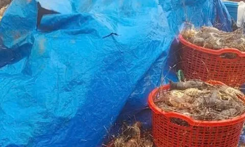20 triệu con tôm hùm chết trong lũ, nghề nuôi tôm hùm ở Đắk Lắk 'gần như xoá sổ'