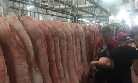 Giá heo hơi hôm nay, 24-11: Heo về chợ tiếp tục giảm, điều gì đang xảy ra?