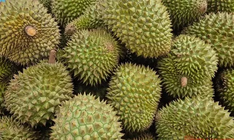 Giá sầu riêng tăng vọt nhưng nông dân vẫn kém vui