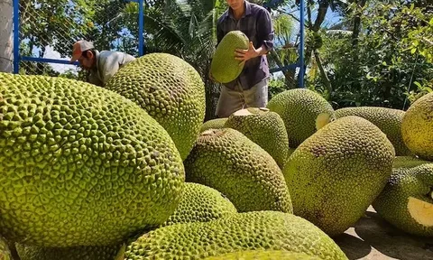 Mít tươi Việt có 'visa' xuất khẩu Trung Quốc: Cơ hội ra sao?