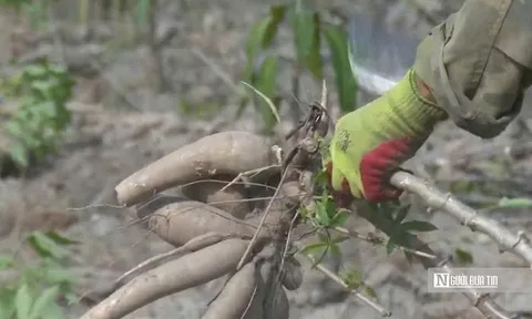 Để nông dân thoát cảnh "bán cả tạ sắn chưa bằng một ngày phụ hồ"