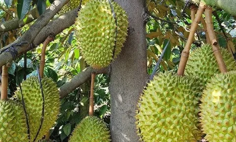 Mua sầu riêng từ chủ vườn, khi vận chuyển, cắt cuống… số lượng cân bị hao hụt, làm sao để tính vào chi phí được trừ: Cục Thuế trả lời