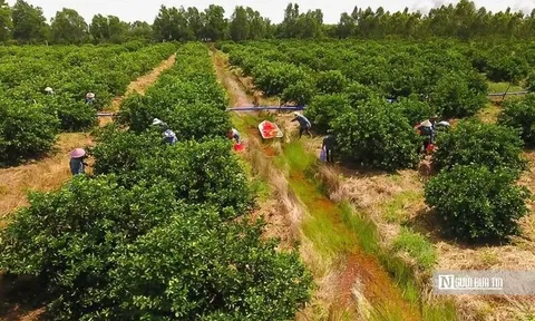 Kiên nhẫn với "đất khó" để trái chanh Việt đi xa hơn