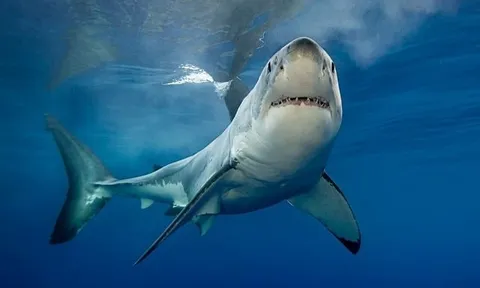 Một nhóm cổ phiếu kỳ vọng tạo “sóng” đầu năm 2026