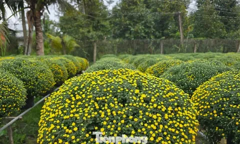 Thủ phủ hoa kiểng Vĩnh Long vào vụ Tết, cúc mâm xôi hút hàng