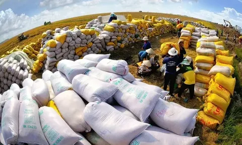 Việt Nam dự kiến xuất khẩu 7,73 triệu tấn gạo năm 2026