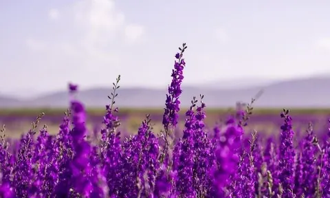 Một cổ phiếu chứng khoán "bốc đầu" kịch trần sau khi báo lãi năm 2025 gấp 860 lần