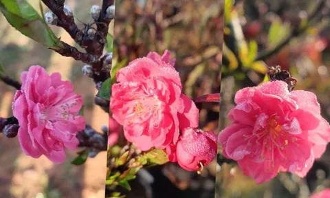 Đào thất thốn đắt đỏ nở sớm, người trồng như 'ngồi trên lửa'