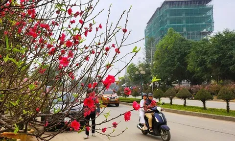 Đào nở thắm phố phường, tiểu thương đành phải chặt bỏ cây không kịp vào Tết