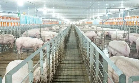 Các 'ông lớn' ngành chăn nuôi kinh doanh ra sao trong năm 2025?