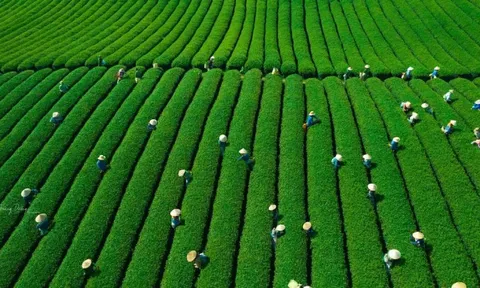 Mê mẩn đồi chè Mộc Châu mùa xuân