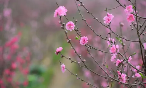 "Hái lộc" đầu xuân Bính Ngọ tại một số nhóm cổ phiếu dự báo hút mạnh dòng tiền