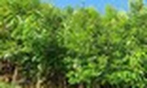 Không phải sầu riêng, Việt Nam sở hữu một loại báu vật nông sản giá hơn 2.500 USD/tấn: Xuất khẩu dẫn đầu thế giới, nước ta cùng Trung Quốc cạnh tranh ngôi vương