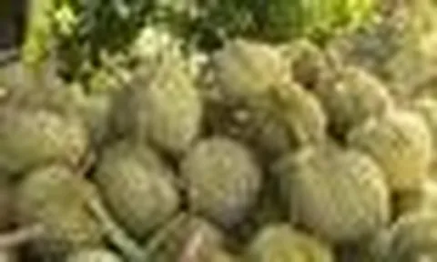 Dự báo xuất khẩu sầu riêng vượt 4 tỷ USD