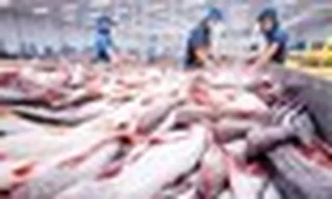Mặt hàng tỷ đô của Việt Nam gặp ‘cơn bão kép’ tại Mỹ: Xuất khẩu tháng 8 giảm gần 55%, nguy cơ chịu ‘thuế chồng thuế’