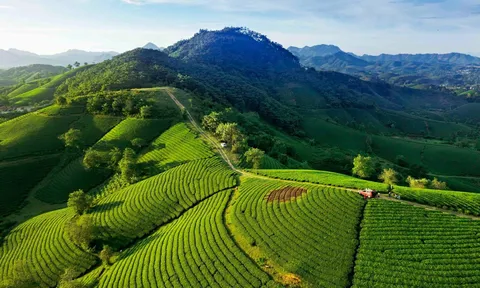 Khung hình đồi chè tuyệt đẹp dưới góc nhìn của Nhiếp ảnh gia Nguyễn Thành