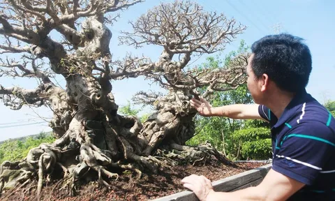 Bất ngờ về tác phẩm Sanh cổ độc đáo “Song Long Tọa Thạch” lần đầu xuất diện