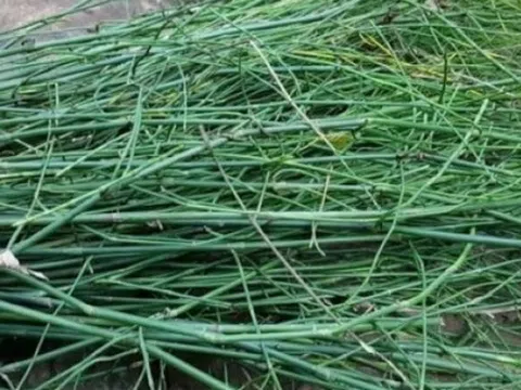 Cây không hoa không hạt mọc đầy làng quê Việt, tưởng vô giá trị ai ngờ là “mỏ vàng”