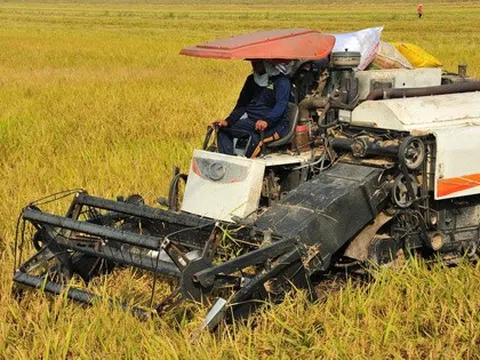 Giá lúa giảm nhưng nông dân vẫn có lời