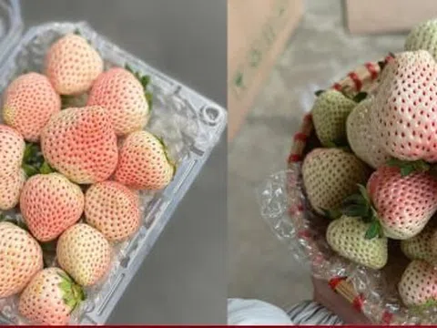 Loại quả từng có giá triệu đồng/kg nay bán rẻ bèo trên 'chợ mạng'