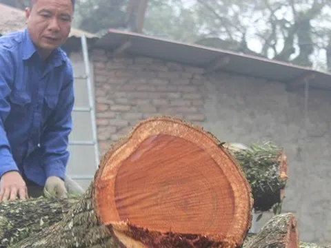 Hà Nội đấu giá lô gỗ sưa đỏ thu hơn 154 tỷ đồng