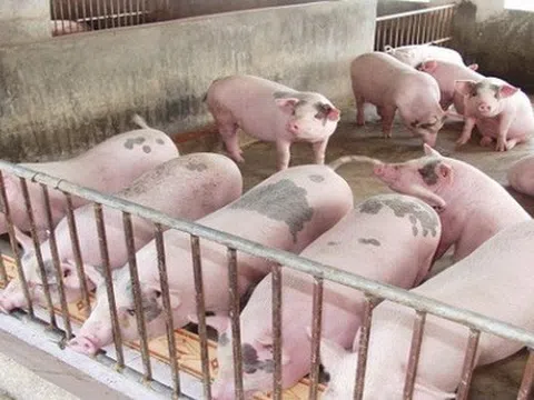 Vì sao giá lợn hơi tăng cao bất thường?