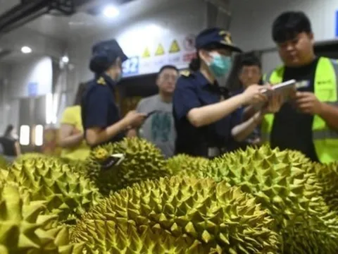 Lý do Thái Lan vội thúc Trung Quốc việc kiểm tra sầu riêng