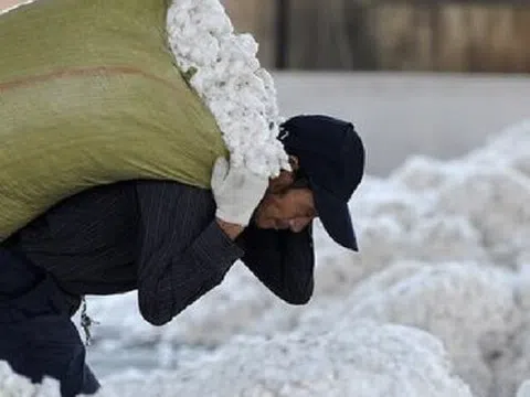 Hàng trăm nghìn tấn 'vàng trắng' từ Mỹ ồ ạt tràn về Việt Nam với giá siêu rẻ: Thuế nhập khẩu 5%, nước ta tiêu thụ 1,5 triệu tấn/năm