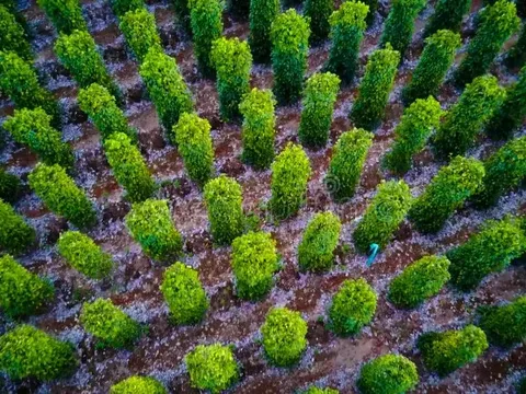 Hoa Kỳ nhập 10.000 tấn loại gia vị này của Việt Nam từ đầu năm: Nước ta xuất khẩu bằng cả thế giới cộng lại, năm ngoái thu gần 10.500 tỷ từ chính Hoa Kỳ