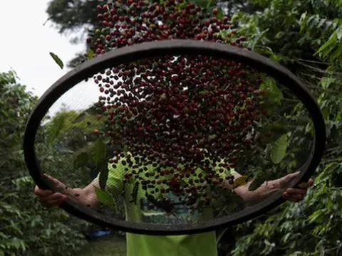 Một quốc gia sắp hưởng lợi lớn khi xuất khẩu cà phê sang Mỹ: Thuế đối ứng 10%, xuất khẩu gấp hơn 4 lần so với Việt Nam