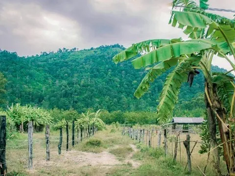 Thực hư vùng nguyên liệu kẹo Kera của Quang Linh Vlogs và Hằng Du Mục ở Đắk Lắk