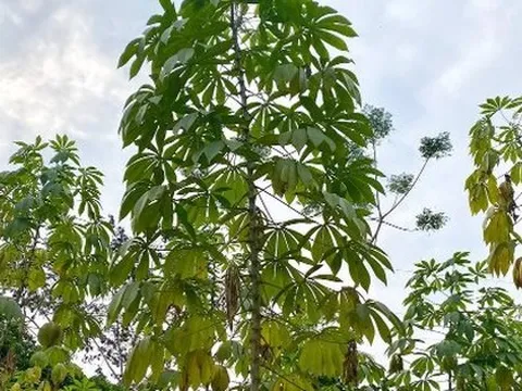 Sau gạo và sầu riêng, thêm một mặt hàng của Việt Nam trở thành đối thủ lớn của Thái Lan: Nước ta thu hơn 372 triệu USD từ đầu năm