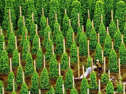 Chủ tịch DN xuất khẩu hạt tiêu lớn nhất vào Mỹ hỏi 'nếu không mua hạt tiêu của Việt Nam thì mua của nước nào' - đây là câu trả lời