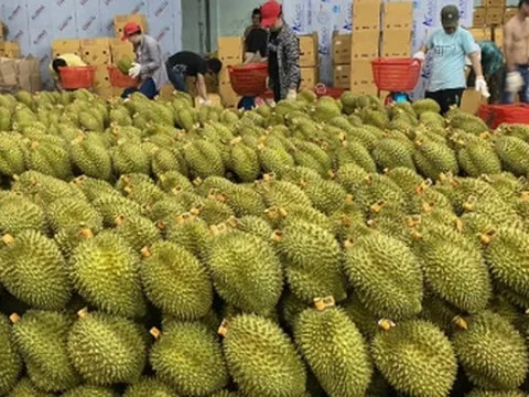 Lào chuẩn bị xuất khẩu sầu riêng sang Trung Quốc: Diện tích trồng so với Việt Nam, Thái Lan ra sao?