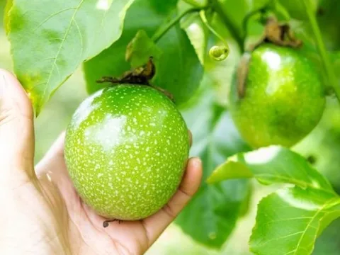 Nếu được vào Mỹ sau đàm phán, loại quả Việt Nam đang trồng nhiều top đầu TG có thể mang về 100 triệu USD