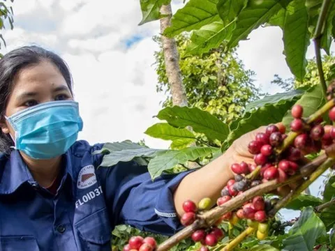 Giá cà phê, hồ tiêu tăng vọt sau chuỗi ngày 'rơi thẳng đứng'