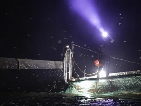 Giăng lưới săn loài 'lộc trời' sống chỉ vài giờ, giá đắt đỏ ở Hà Nội