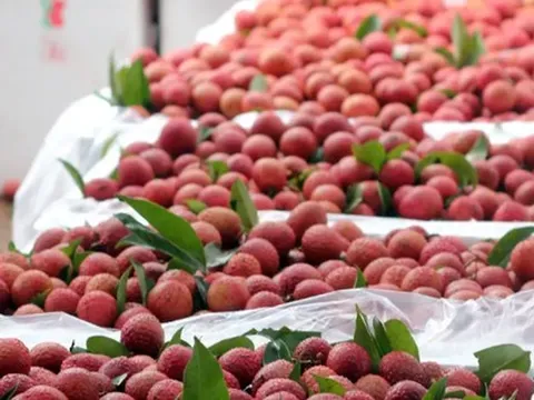 Mỹ tăng gần gấp đôi mua mặt hàng ‘cây nhà lá vườn’ của Việt Nam: Thu hơn 100 triệu USD trong quý 1