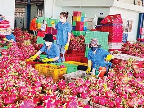 Thanh long bất ngờ soán ngôi 'vua' trái cây Việt Nam