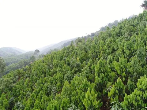 Loại cây ví như 'vàng xanh', Việt Nam đang thống lĩnh thị trường thế giới: Vừa giữ rừng, vừa thu triệu đô