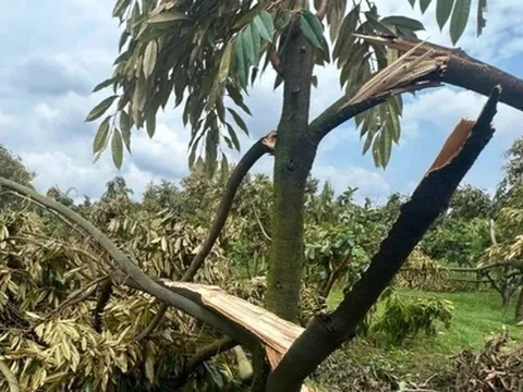 Hàng trăm gốc 'cây tỷ đô' gãy đổ do mưa đá, lốc xoáy