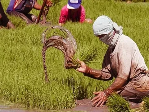 Quốc gia mua gạo nhiều nhất từ Việt Nam với 4 triệu tấn/năm đang 'bơm' tiền đầu tư cho nông dân tự trồng lúa