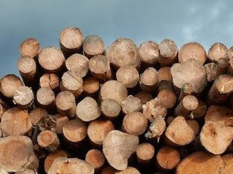 Mỹ đổ hơn 2 tỷ USD săn 'cây kim tiền' của Việt Nam: thuế nhập khẩu 0%, Việt Nam là ông trùm đứng thứ 5 thế giới