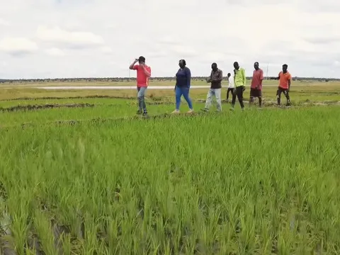 Sở Nông nghiệp Angola đến tận nơi xem team châu Phi cách trồng lúa, bất ngờ khi người Việt giúp dân bản hoàn toàn miễn phí