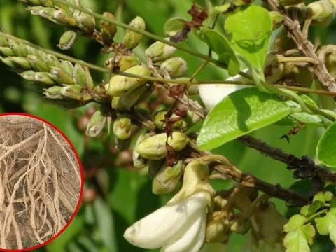 Loài cây mọc dại, cực dễ sống, giờ thành “vàng trong đất”: Vừa giữ rừng, vừa kiếm hàng trăm triệu