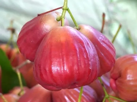 Trái mận 'lạ' giá cao đang gây sốt